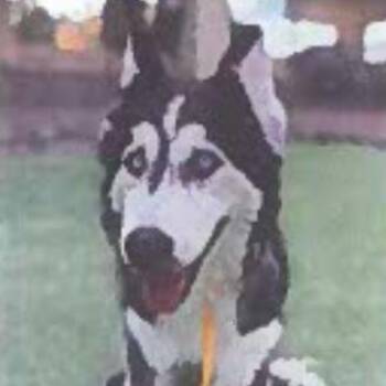 Siberian Husky Dogs Available for Adoption in Tacoma, Washington - Raya | PetCurious