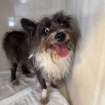 Rescue Yorkshire Terrier Dogs for Adoption in Northbrook, Illinois - Wanda | PetCurious