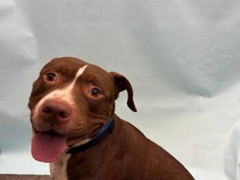 Truck -  Pit Bull Terrier and Mixed Breed Dog for Adoption in Woodbury, Minnesota - Truck | PetCurious