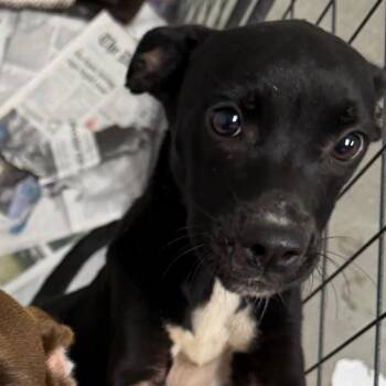 Cloe -  Terrier and Mixed Breed Dog for Adoption in Marshall, Texas - Cloe | PetCurious