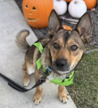 Rescue Shepherd Dogs for Adoption in Thousand Oaks, California - Muriel -- LONGTIME RESIDENT! | PetCurious