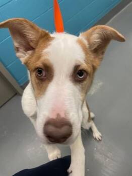 Mixed Breed Dogs Available for Adoption - Toddy | PetCurious