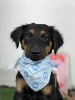Cleopawtra-One of our Amazing Rescue Dogs -  Australian Shepherd and Rottweiler Dog for Adoption in Carlsbad, California - Cleopawtra-One Of Our Amazing Rescue Dogs | PetCurious