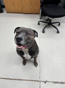 Fat Dave -  Pit Bull Terrier and Hound Dog for Adoption in Findlay, Ohio - Fat Dave | PetCurious