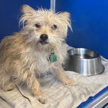 Tom -  Mixed Breed Dog for Adoption in Las Cruces, New Mexico - Tom | PetCurious