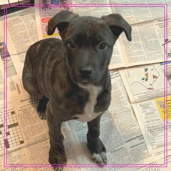 Plott Hound and Australian Cattle Dog Blue Heeler Dogs Available for Adoption - Hewitt SSP | PetCurious