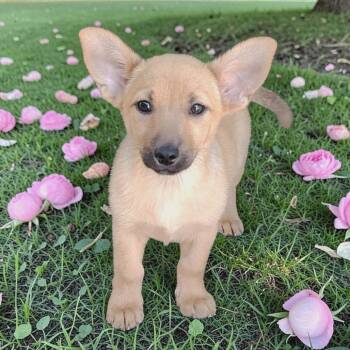 Dachshund and Chihuahua Dogs Available for Adoption in San Diego, California - Martina | PetCurious