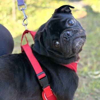 Rescue Pug Dogs for Adoption in Alvin, Texas - Moyo | PetCurious