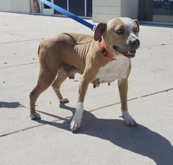 American Staffordshire Terrier Dogs Available for Adoption - LILA | PetCurious