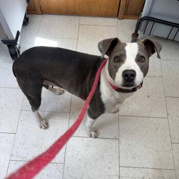 Mixed Breed Dogs Available for Adoption - Zebra | PetCurious