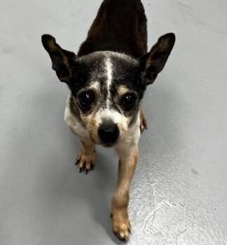 Chihuahua Dogs Available for Adoption in Hartsville, South Carolina - Chewy | PetCurious