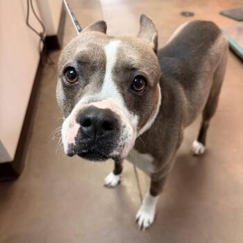 Agatha -  Pit Bull Terrier and Mixed Breed Dog for Adoption in Flagstaff, Arizona - Agatha | PetCurious