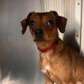 Maisie -  Mixed Breed Dog for Adoption in Knoxville, Tennessee - Maisie | PetCurious