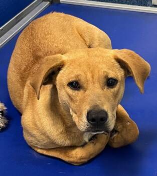 Pit Bull Terrier Dogs Available for Adoption in Tarboro, North Carolina - 26-180 Dexter | PetCurious