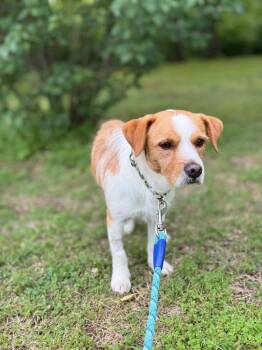 Terrier Dogs Available for Adoption in Valley Park, Oklahoma - Dobby | PetCurious