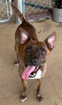 Ranger -  Mixed Breed Dog for Adoption in Lampasas, Texas - Ranger | PetCurious