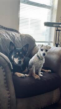 Snowball -  Miniature Poodle Dog for Adoption in Sadler, Texas - Snowball | PetCurious