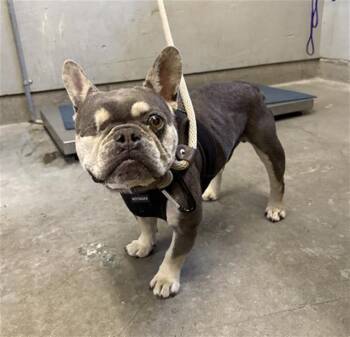 BLUEY -  French Bulldog Dog for Adoption in Camarillo, California - BLUEY | PetCurious