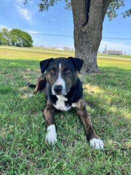 Gretel -  Bull Terrier Dog for Adoption in Cleburne, Texas - Gretel | PetCurious