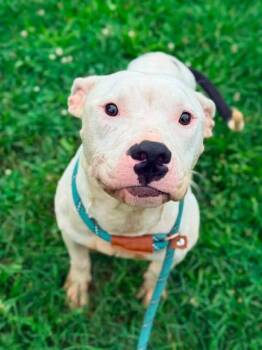 Kosheen -  Pit Bull Terrier Dog for Adoption in Chicago, Illinois - Kosheen | PetCurious