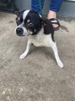 Mixed Breed Dogs Available for Adoption in Dallas, Texas - RAYO | PetCurious