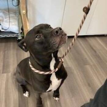 Pit Bull Terrier Dogs Available for Adoption in York, Pennsylvania - YORK-Stray-15328 | PetCurious