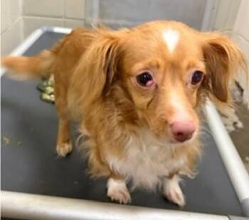Cherry -  Chihuahua and Mixed Breed Dog for Adoption in Morristown, New Jersey - Cherry | PetCurious