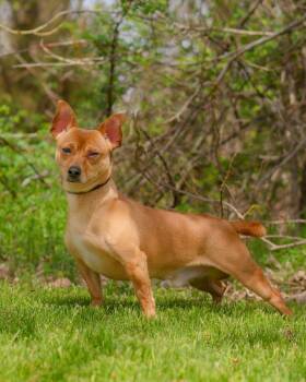 Chihuahua Dogs Available for Adoption in Bridgeport, Connecticut - SPEEDY GONZALES (0515) | PetCurious