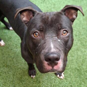 Meatball -  Mixed Breed Dog for Adoption in Fairport, New York - Meatball | PetCurious