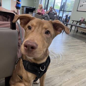 Marlow -  Husky Dog for Adoption in Lynchburg, Virginia - Marlow | PetCurious