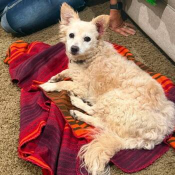 Kit -  Pomeranian and Mixed Breed Dog for Adoption in Nampa, Idaho - Kit | PetCurious