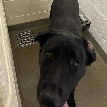 72394 -  Black Labrador Retriever Dog for Adoption in Harrisonburg, Virginia - 72394 | PetCurious