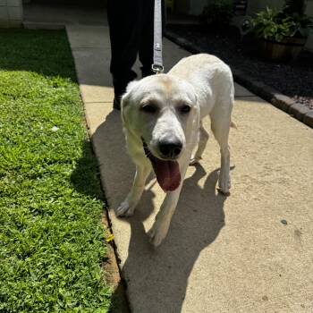 Freya -  Yellow Labrador Retriever and Great Pyrenees Dog for Adoption in Wilkesboro, North Carolina - Freya | PetCurious