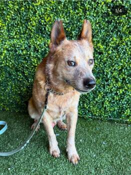Link -  Australian Cattle Dog Blue Heeler Dog for Adoption in Lakewood Ranch, Florida - Link | PetCurious