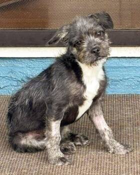 Fox Terrier and Terrier Dogs Available for Adoption in Corona, California - Archer | PetCurious