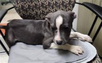 Pit Bull Terrier Dogs Available for Adoption in Plano, Texas - Bluebonnet A217361 | PetCurious