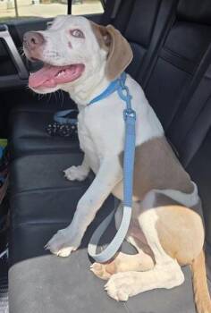 HANK -  Terrier Dog for Adoption in San Antonio, Texas - HANK | PetCurious