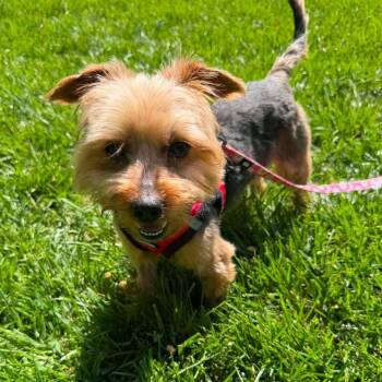 Yorkshire Terrier Dogs Available for Adoption in Pleasure Rdge, Kentucky - Bennie | PetCurious