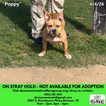 Poppy -  Pit Bull Terrier and Mixed Breed Dog for Adoption in Denison, Texas - Poppy | PetCurious