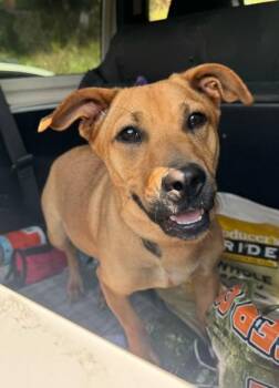 Zadie -  Mixed Breed Dog for Adoption in Marshall, North Carolina - Zadie | PetCurious