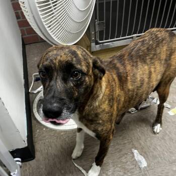 Labrador Retriever and Plott Hound Dogs Available for Adoption - Galaxy | PetCurious