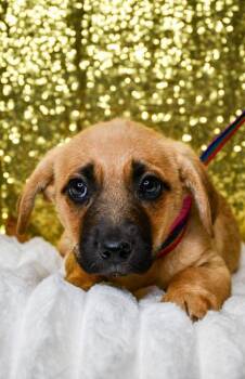 Candy -  Labrador Retriever and Chihuahua Dog for Adoption in Yakima, Washington - Candy | PetCurious