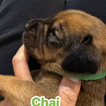 Chai -  Coonhound Dog for Adoption in Jarrettsville, Maryland - Chai | PetCurious
