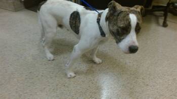 Rescue American Staffordshire Terrier Dogs for Adoption in Doral, Florida - ROCKY | PetCurious