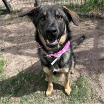 German Shepherd Dog Dogs Available for Adoption in Sedalia, Colorado - Asha | PetCurious