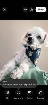 Yoda -  Poodle Dog for Adoption in Windsor, California - Yoda | PetCurious