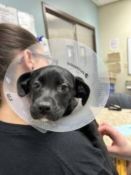 Mixed Breed Dogs Available for Adoption - Brenner | PetCurious