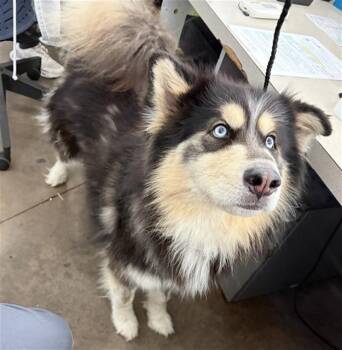 MAVERICK -  Mixed Breed Dog for Adoption in Dallas, Texas - MAVERICK | PetCurious