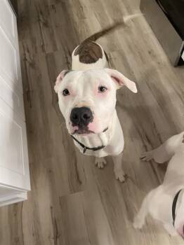 American Staffordshire Terrier Dogs Available for Adoption - DUKE | PetCurious