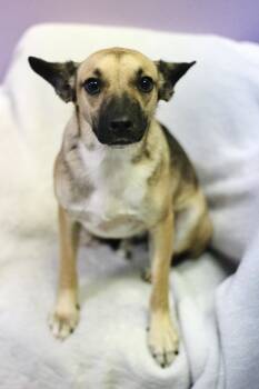 Copperline in NH. Come Meet our Adoptable Dogs Wednesday-Saturda -  Feist Dog for Adoption in Manchester, New Hampshire - Copperline In NH. Come Meet Our Adoptable Dogs Wednesday-Saturda | PetCurious